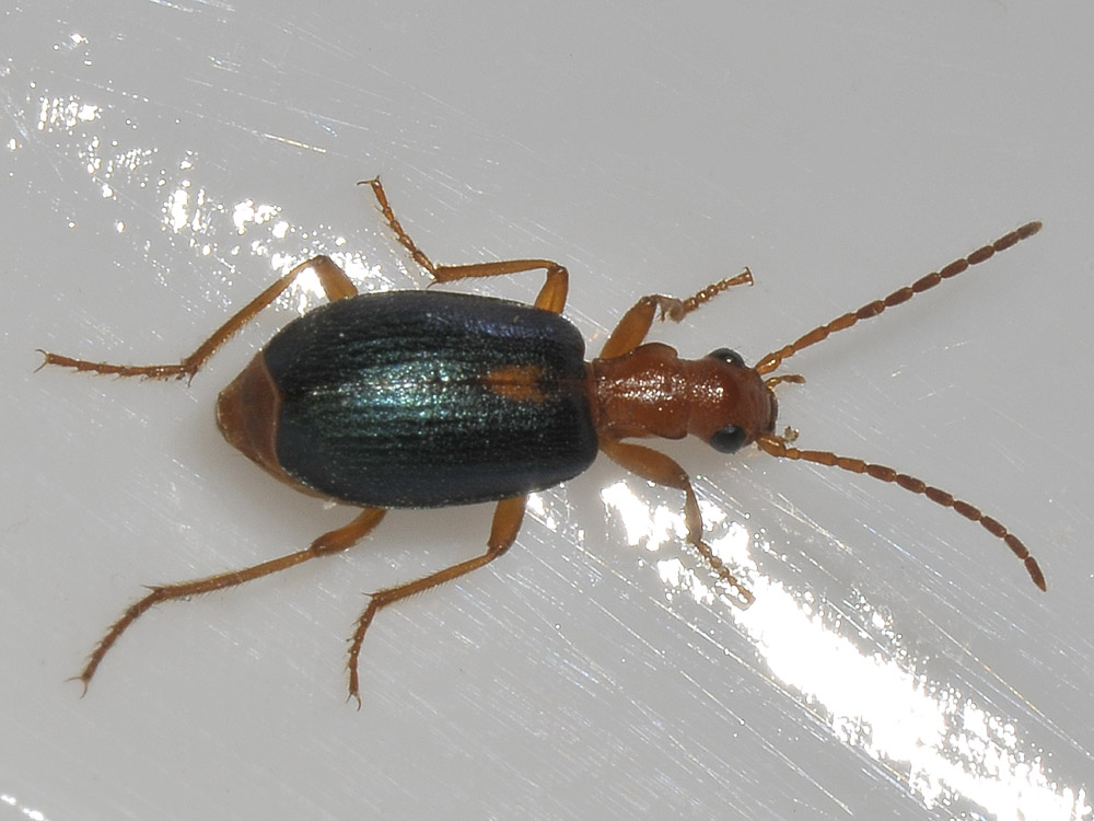 Brachinus sclopeta